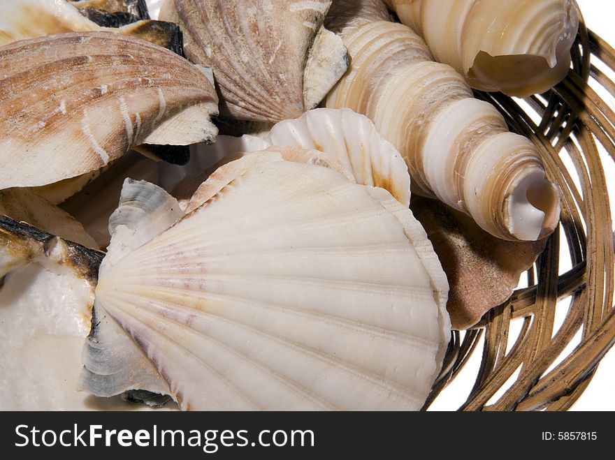 A collection of a variety of sea shells in a basket. A collection of a variety of sea shells in a basket.