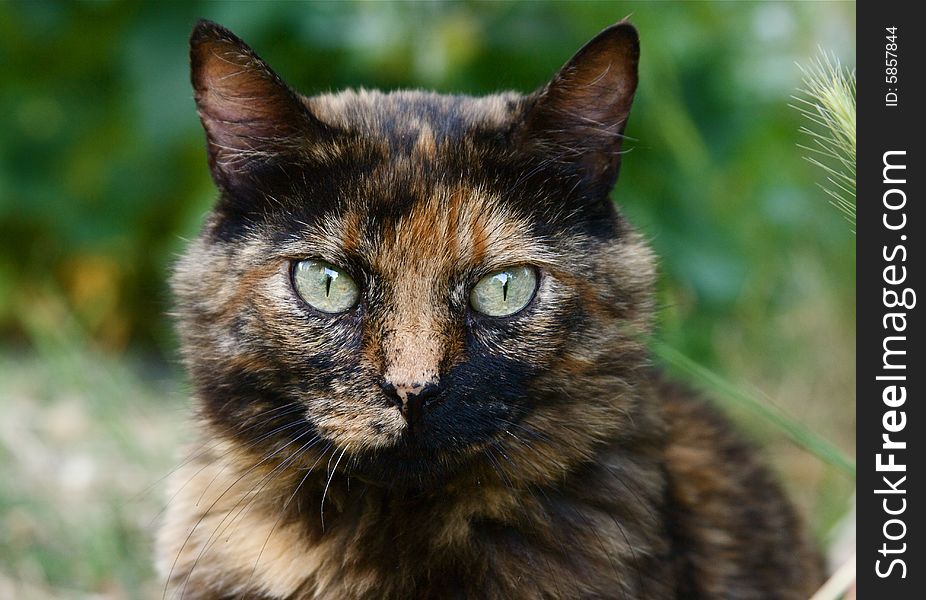 Portrait of adorable european cat. Portrait of adorable european cat