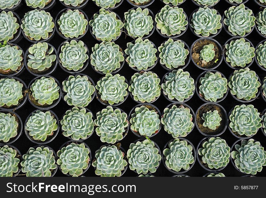 Growing young succulents in greenhouse