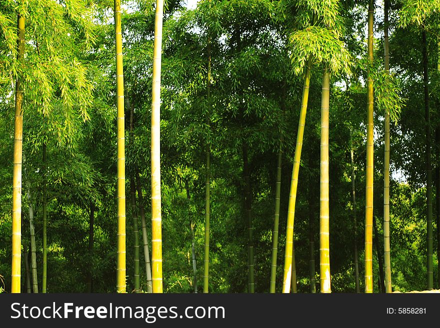 The green infinity of a forest of bamboos