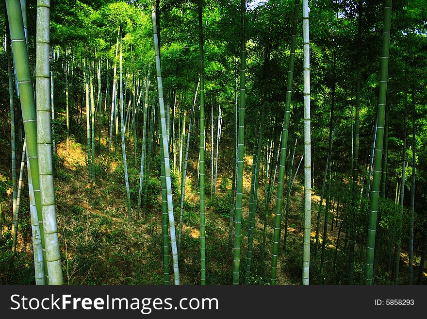 The green infinity of a forest of bamboos