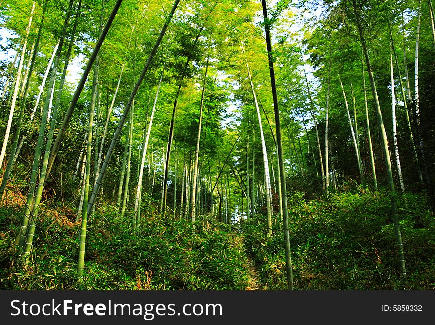The green infinity of a forest of bamboos