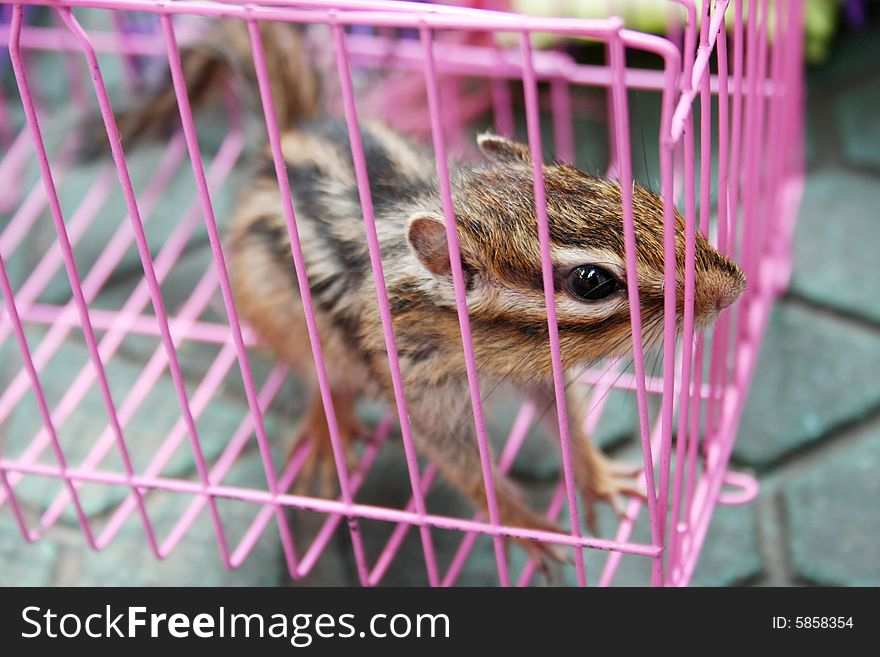 Chipmunk as pet in cage. Chipmunk as pet in cage