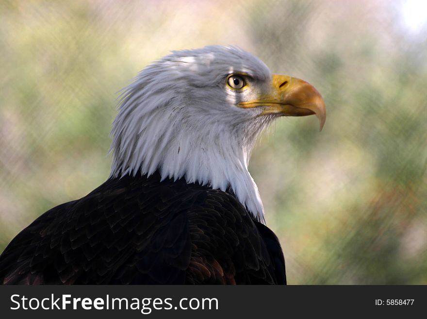 Bald Eagle; an interesting profile of the USA's national bird.