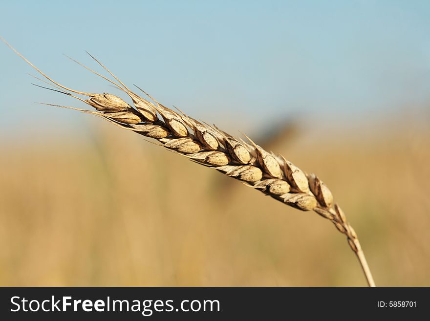 Ripe grain ear before a harvest