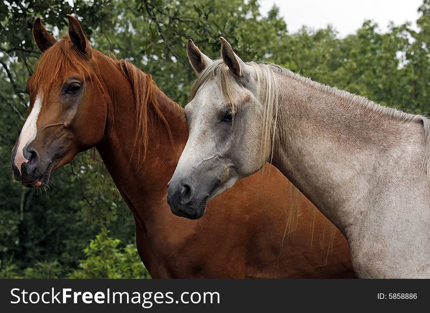 Two year old Arabian colts