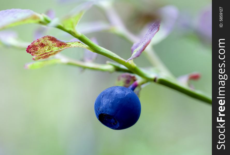 Close up view of bilberries. Close up view of bilberries