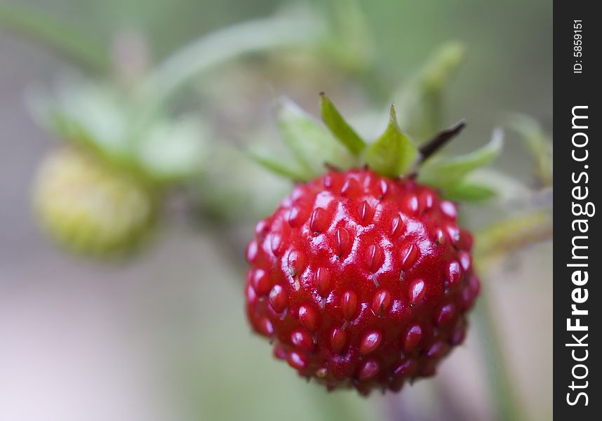 Close up of wild strawberry