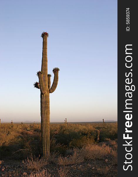 Single saguaro cactus in the Sonoran Desert of Arizona, USA.