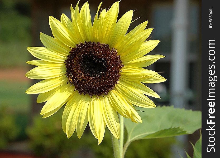 Photographed sunflower in our backyard at rural Georgia.