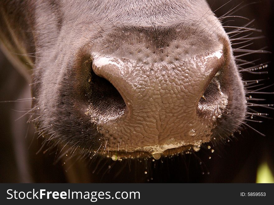 The wet nose of a cow