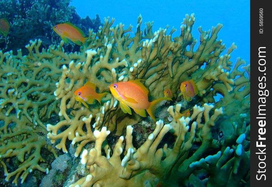 Female Sea Goldies fish swimming between large coral pieces in the red sea. Female Sea Goldies fish swimming between large coral pieces in the red sea