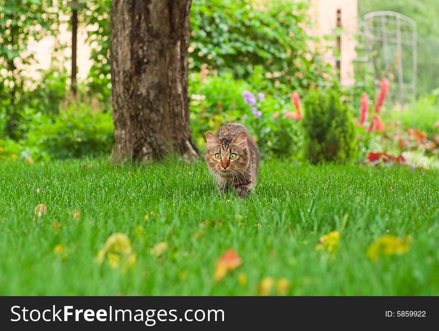 Small cat is hunting on green grass