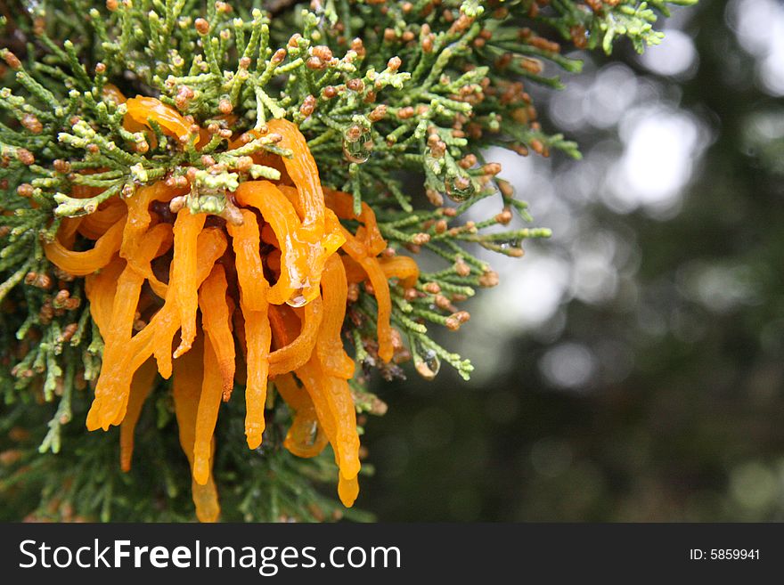 Cedar rust in the woods after being doused by an afternoon shower.