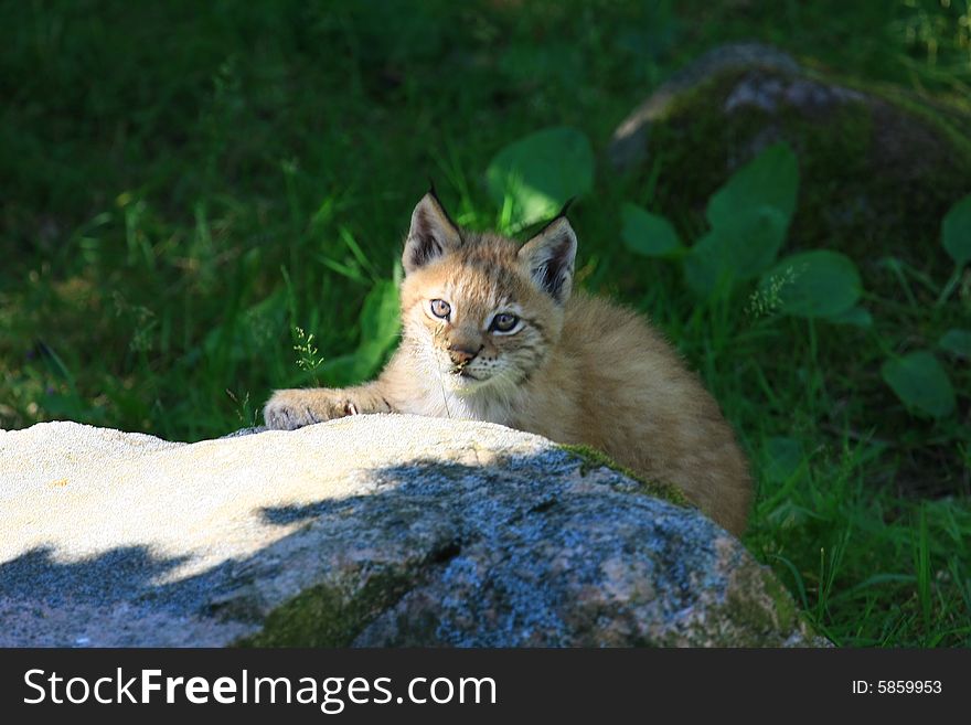 A young lynx from sweden