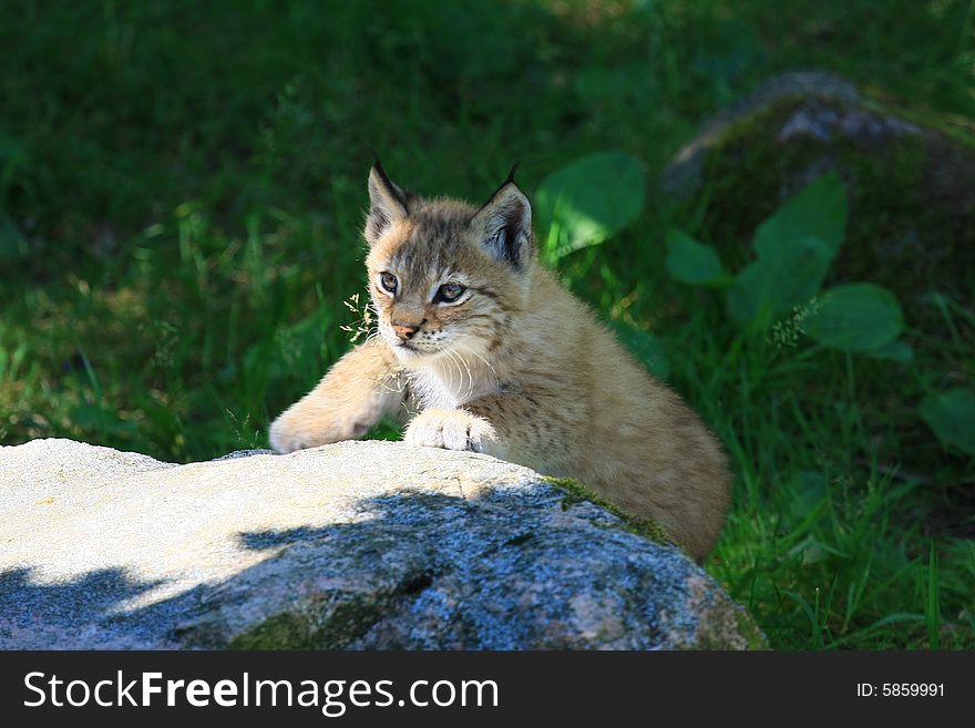 A young lynx from sweden