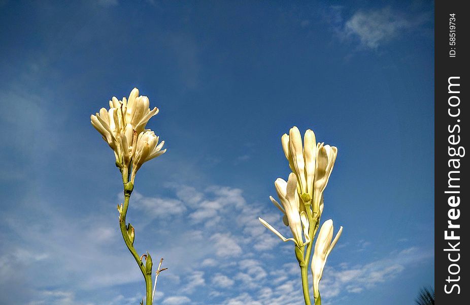 White Flower In Blue Sky Background