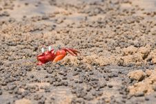 Red Crab Hiding In Sand Hole Royalty Free Stock Image