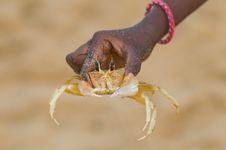 Sand Crab Caught By Kid Royalty Free Stock Images