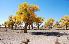 Golden Yellow Poplar Tree And Blue Color Sky Stock Photography Golden Yellow Poplar Tree And Blue Color Sky Stock Photography