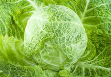 Cabbage Stock Photos Cabbage Stock Photos