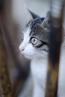 Young Cat S Eye Royalty Free Stock Image