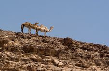 Three Camels Stock Images