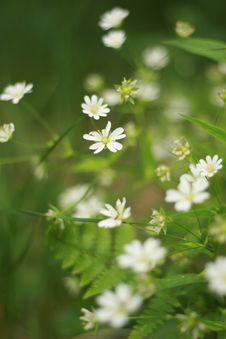 Wild White Flowers Stock Photography Wild White Flowers Stock Photography