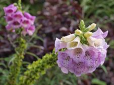 Foxglove(Digitalis Purpurea) Stock Image Foxglove(Digitalis Purpurea) Stock Image