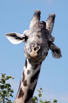 Portrait Of An African Giraffe Stock Photo