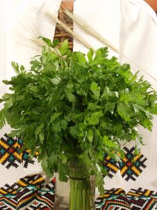 Parsley Stock Photography Parsley Stock Photography