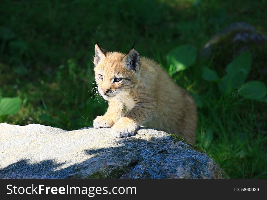 A young lynx from sweden
