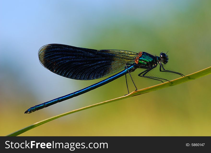 Flying Beauty