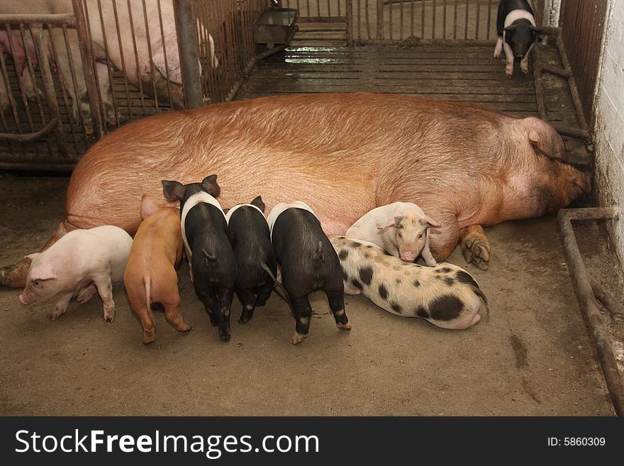 The sow with pigs on a farm