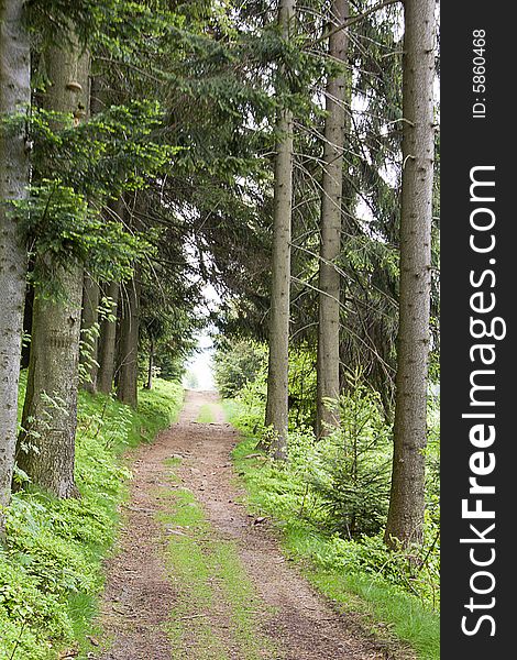 The trees  in mountain forest