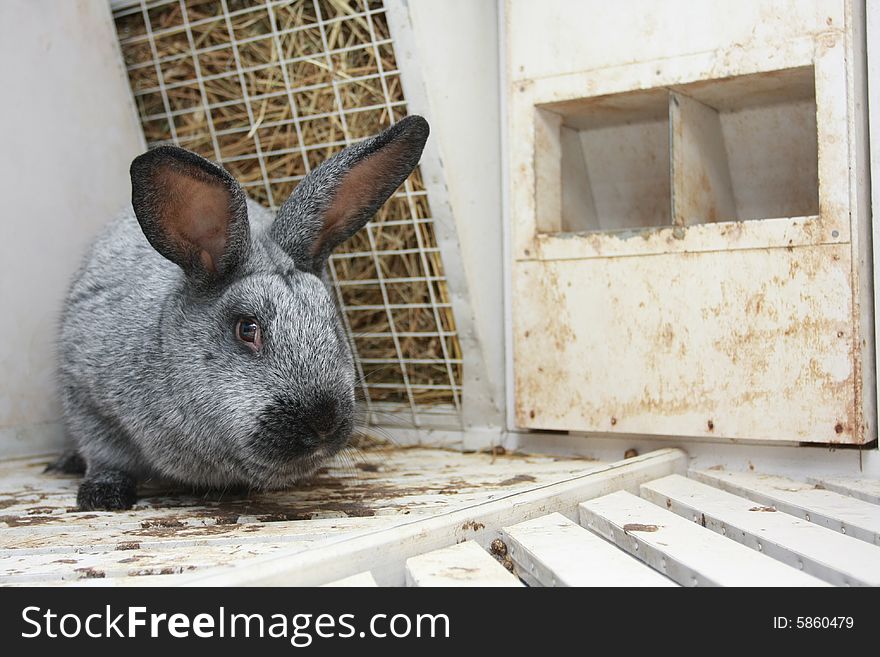 Gray Rabbit