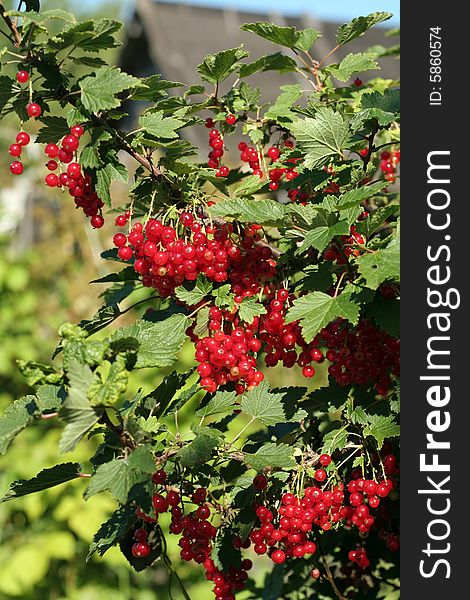 Ripe red currant in a summer garden