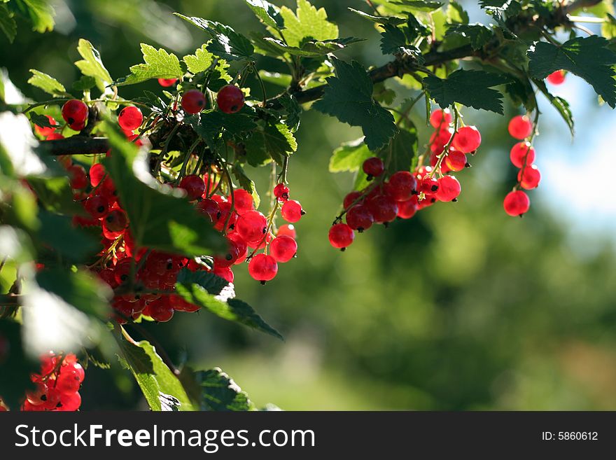 Ripe red currant in a summer garden