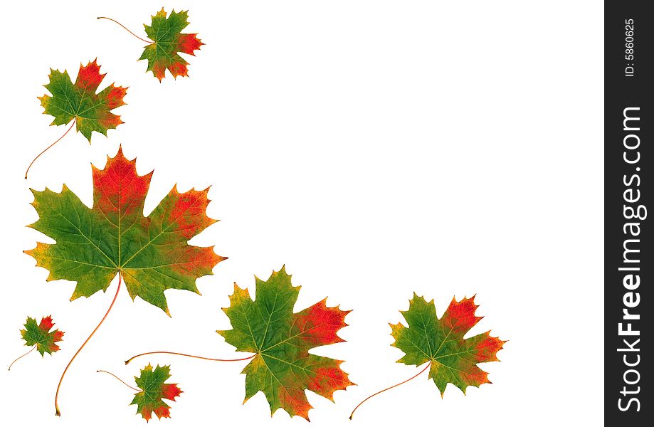Abstract design of maple leaves in the colors of Autumn set against a white background. Abstract design of maple leaves in the colors of Autumn set against a white background.