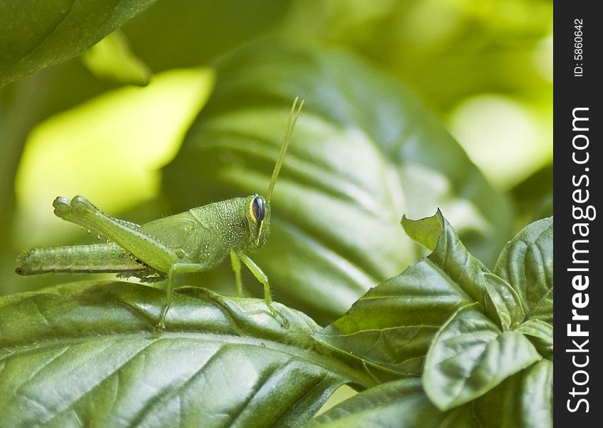 A hungry grasshopper on a basil plant.