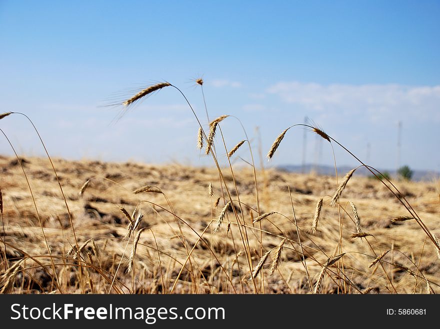 Wheat field landscape image on a sunny day