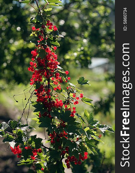 Ripe red currant in a summer garden