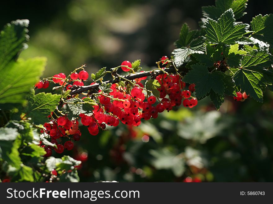 Ripe red currant in a summer garden