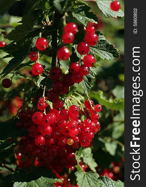 Ripe red currant in a summer garden