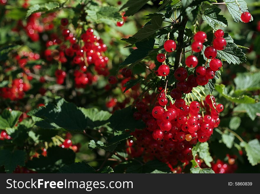 Ripe red currant in a summer garden