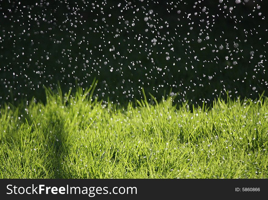 Water droplets from a sprinkler are frozen mid-air, above green, backlit grass. Water droplets from a sprinkler are frozen mid-air, above green, backlit grass.