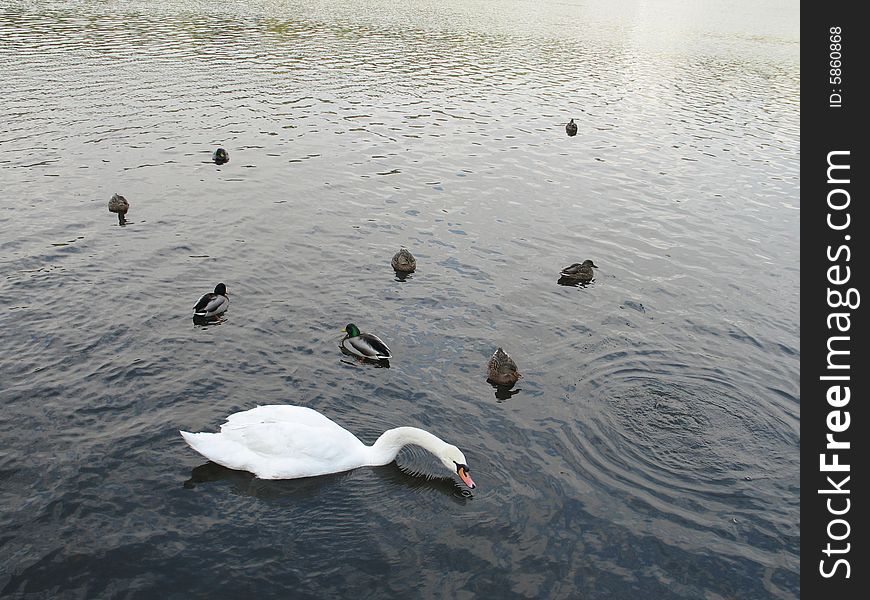 Swan And Ducks On A Lake