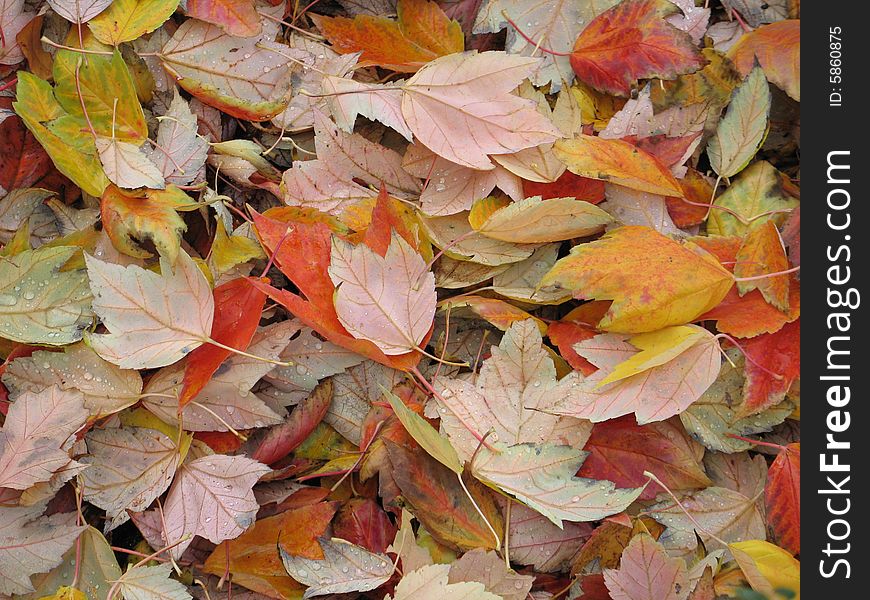 Orange and yellow leaves piled on the ground