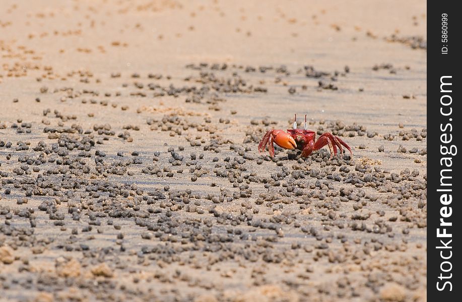 Red Crab on the beach,. Red Crab on the beach,