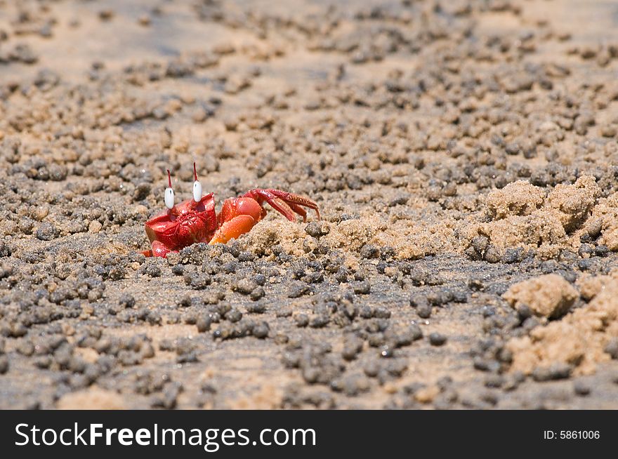 Red Crab on the beach, hiding in side his sand hole. Red Crab on the beach, hiding in side his sand hole